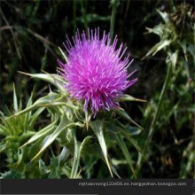 Semillas de Thistle de leche